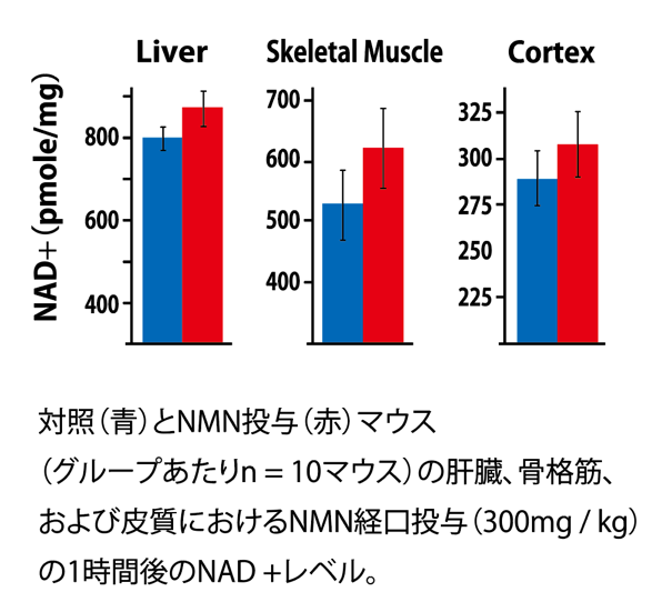 対照（青）とNMN投与（赤）マウス（グループあたりn=10マウス）の肝臓、骨格筋、および皮質におけるNMN
経口投与（300mg/kg）の1時間後のNAD+レベル。